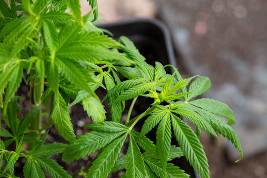 Cannabis Grow in garden Marjuana leaf flower