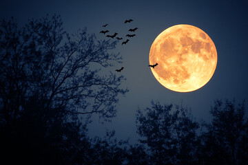 Naklejka premium Full Moon with Creepy Tree Silhouettes and Bats Flying for a Spooky Halloween Night Illustration
