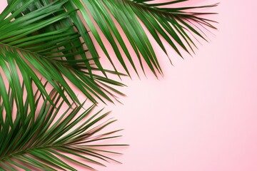 Fototapeta premium Palm Leaf on Pink Background