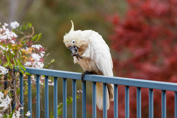 Photograph of an aging Sulphur Crested Cockatoo taking a rest on a fence in the Blue Mountains in New South Wales, Australia.