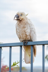 Photograph of an aging Sulphur Crested Cockatoo taking a rest on a fence in the Blue Mountains in New South Wales, Australia.