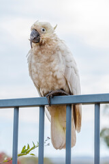 Photograph of an aging Sulphur Crested Cockatoo taking a rest on a fence in the Blue Mountains in...