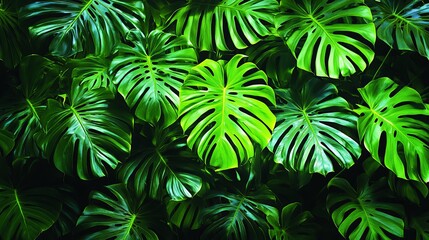 The lush green leaves of a philodendron plant create a beautiful backdrop, reminiscent of a tropical forest.