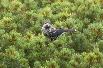 ハイマツにとまるホシガラス