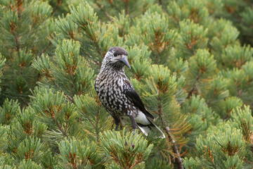 ハイマツにとまるホシガラス