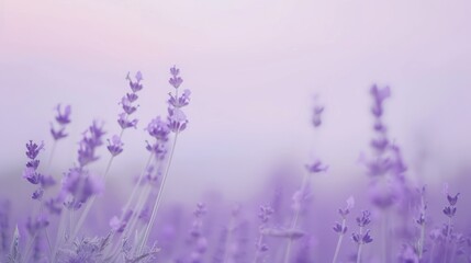 Obraz premium Soft Lavender Field
