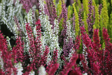 Blooming white and purple common heather. Calluna vulgaris background.