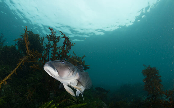 Blue cod, Parapercis colias