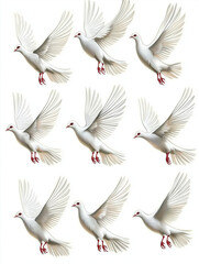Fototapeta premium set of white pigeons