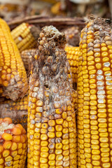 Dried corn cobs in harvest time