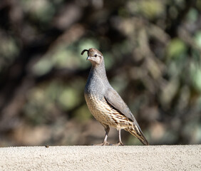Gambel's Quail on Alert