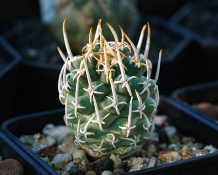 Pediocactus peeblesianus  rare cactus of New Mexico
