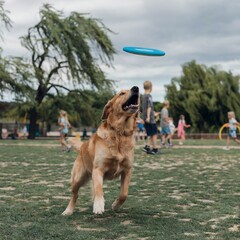Dog Catching a Frisbee in Mid-Air in a Park