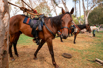 Horses being fed and rested