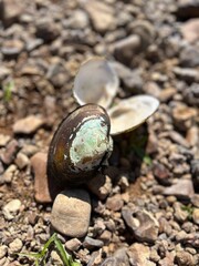 Clamshell