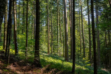 Fototapeta premium une forêt de sapins en été