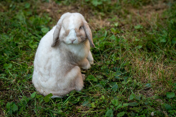 un lapin nain blanc qui se retourne