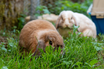 deux lapins nains en train de brouter l'herbe