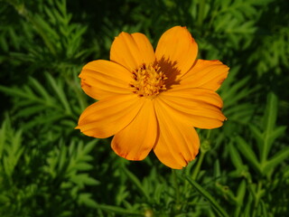 キバナコスモス