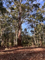 Fototapeta premium trunk and wood, troncos y madera en bosque nativo de eucalipto. Arboles y naturaleza Uruguay. Bosque y árboles en otoño