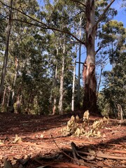 Sun, trunk and wood, troncos y madera en cálido bosque nativo de eucalipto. Arboles y naturaleza Uruguay. Bosque y árboles en otoño