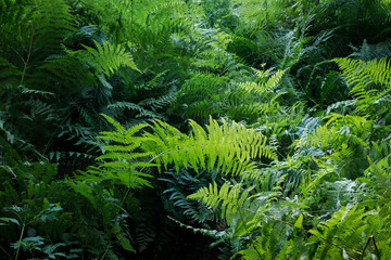 Un fond végétal de fougère 