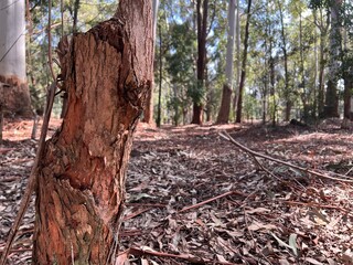 trunk and wood, troncos y madera en bosque nativo de eucalipto. Arboles y naturaleza Uruguay. Bosque y árboles en otoño