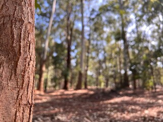Wood tree in the forest, madera y tronco de árbol en Tranquila tarde en bosque nativo de eucalipto. Arboles y naturaleza Uruguay. Bosque y árboles en otoño