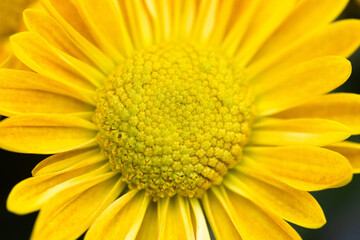 Close Up Macro Yellow Chrysanthemum Flower