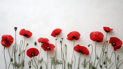 Naklejka premium Red poppy flowers on white background, nature and minimalism concept