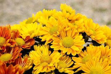 October Fall Garden With Mum Flowers