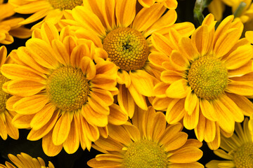 Pretty Gold Mums In Fall Garden For Halloween