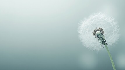 Fototapeta premium Dandelion seed head against soft blue gradient background