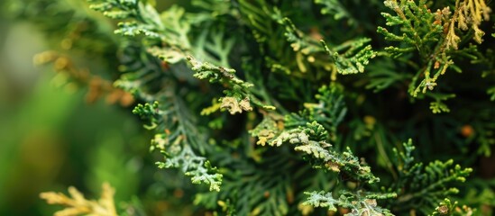 Damaged Thuja Plants Due To Fungal Infestation