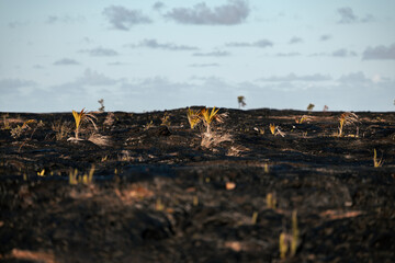 lava field