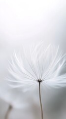 Dandelion seed close-up on a white background