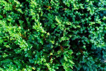 Juniper bush with vibrant green foliage. The image is taken close-up, creating a lush, textured background. Perfect for nature-themed projects, backgrounds, and as a texture for text placement.