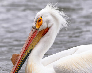 Portrait of an American White Pelican during the Spring breeding season in Colorado.