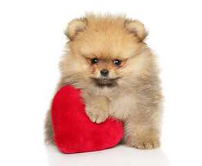 Pomeranian Spitz Puppy Holding Red Heart Plush Toy