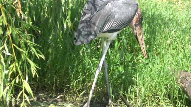 Marabout bird looking to eat in water