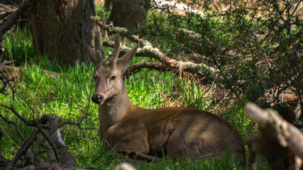 huemul avistado en El Chalten , Patagonia Argentina