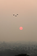 Sunset in Curitiba covered in smoke from the fires. One moment the birds appear to smile, the next they reveal a sad expression.