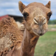 Obraz premium Speak To Me