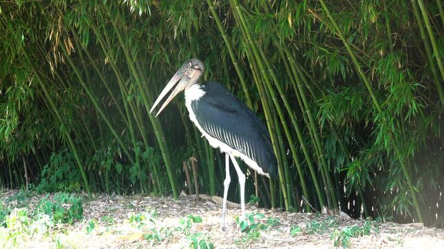 Marabout bird perching on field