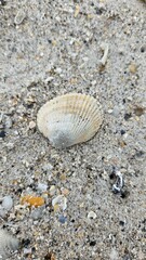 shell on the beach