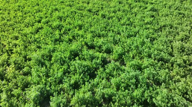 Aerial farm green alfalfa agricultural fields. Aerial rural agriculture farming community economy. Irrigation water in wheel lines. Summer season mountain valley agriculture field harvest. Seasonal.