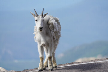 Mountain Goat molting