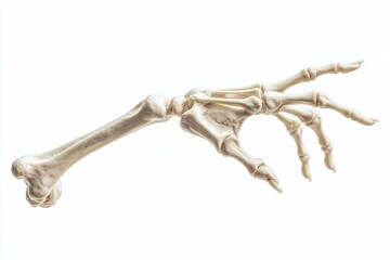 Realistic Skeletal Hand for Halloween Decorations and Educational Use - Anatomical Halloween-themed skeletal hand suitable for educational and artistic purposes.