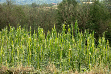 The complete destruction of cornfields hail damaged corn steams and field - Storm disaster