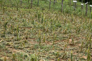 The complete destruction of cornfields hail damaged corn steams and field - Storm disaster